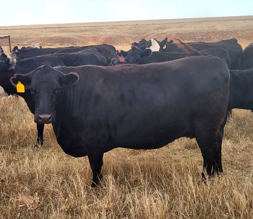 Whole Share (400 lbs)